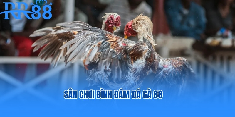 Sân chơi đình đám đá gà 88 